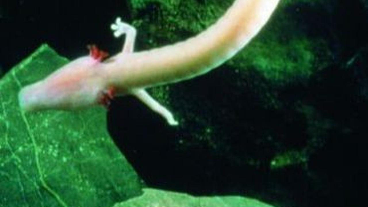 4. Salamander Buta Texas<br>