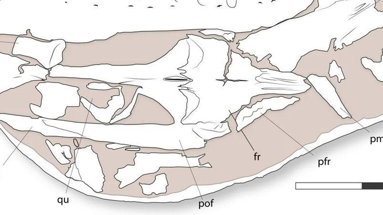 Heboh Penemuan Monster Laut di Zaman Dinosaurus, Ukurannya Sebesar Paus Orca