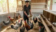 5 Penyebab Ayam Kampung Berhenti Bertelur Mendadak, Ternyata Bisa karena Hal Sederhana