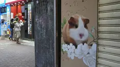 Sebuah toko hewan peliharaan ditutup setelah beberapa hamster peliharaan dinyatakan positif virus corona di Hong Kong, Selasa (18/1/2022). Sekitar 2.000 hewan kecil termasuk hamster usai sejumlah hamster di sebuah toko hewan peliharaan positif Covid-19. (AP Photo/Kin Cheung)