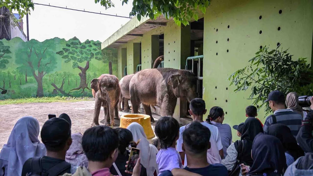 FOTO: Kebun Binatang Surabaya Jadi Pilihan Wisata Edukatif Selama Libur Akhir Tahun