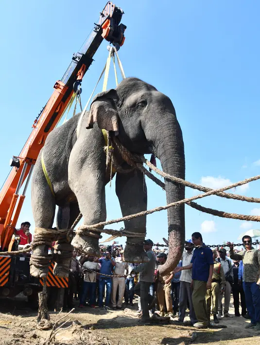 Gajah liar yang dijuluki Osama bin Laden diangkat menggunakan crane saat diangkut di Divisi Hutan Rongjuli, Distrik Goalpara, Assam, India, Selasa (12/11/2019). Osama bin Laden berhasil ditangkap setelah operasi besar-besaran. (Biju Boro/AFP)