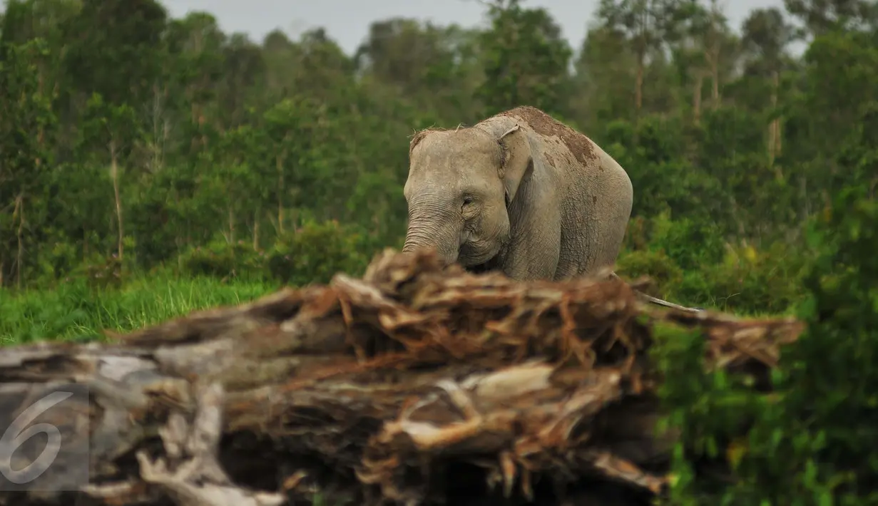 Seekor Gajah Sumatera (Elephas maximus sumatranus) yang didatangkan dari Pusat Latihan Gajah (PLG) Padang Sugihan mencari makan di Sebokor, Ogan Komering Ilir (OKI), Sumatra Selatan, Jumat (25/3). (Liputan6.com/Gempur M Surya)