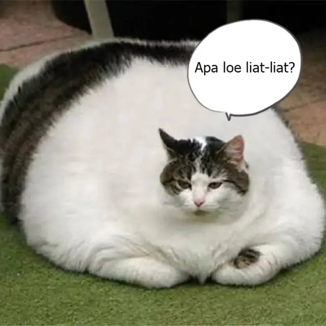 9 Meme Kocak Potret Kucing Obesitas Ini Malah Bikin Gemas