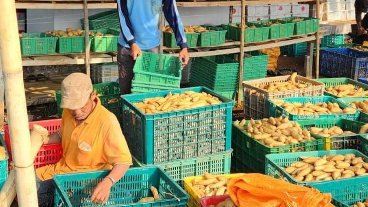Cerita Sukses Desa BRILiaN Banjar Wangi: Gagal Panen Padi, Ganti Tanam Ubi hingga Ekspor ke Luar Negeri