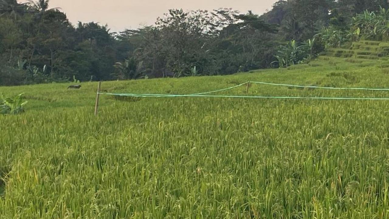 Bulog Cirebon Optimalkan Serapan Gabah Petani, Capai 159 Ribu Ton Hingga April 2026