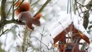 Seekor tupai merah bermain dipepohonan yang tertutup salju di Berlin, Jerman, (18/1). Tupai merah memiliki populasi yang tinggal sedikit. (REUTERS / Hannibal Hanschke)