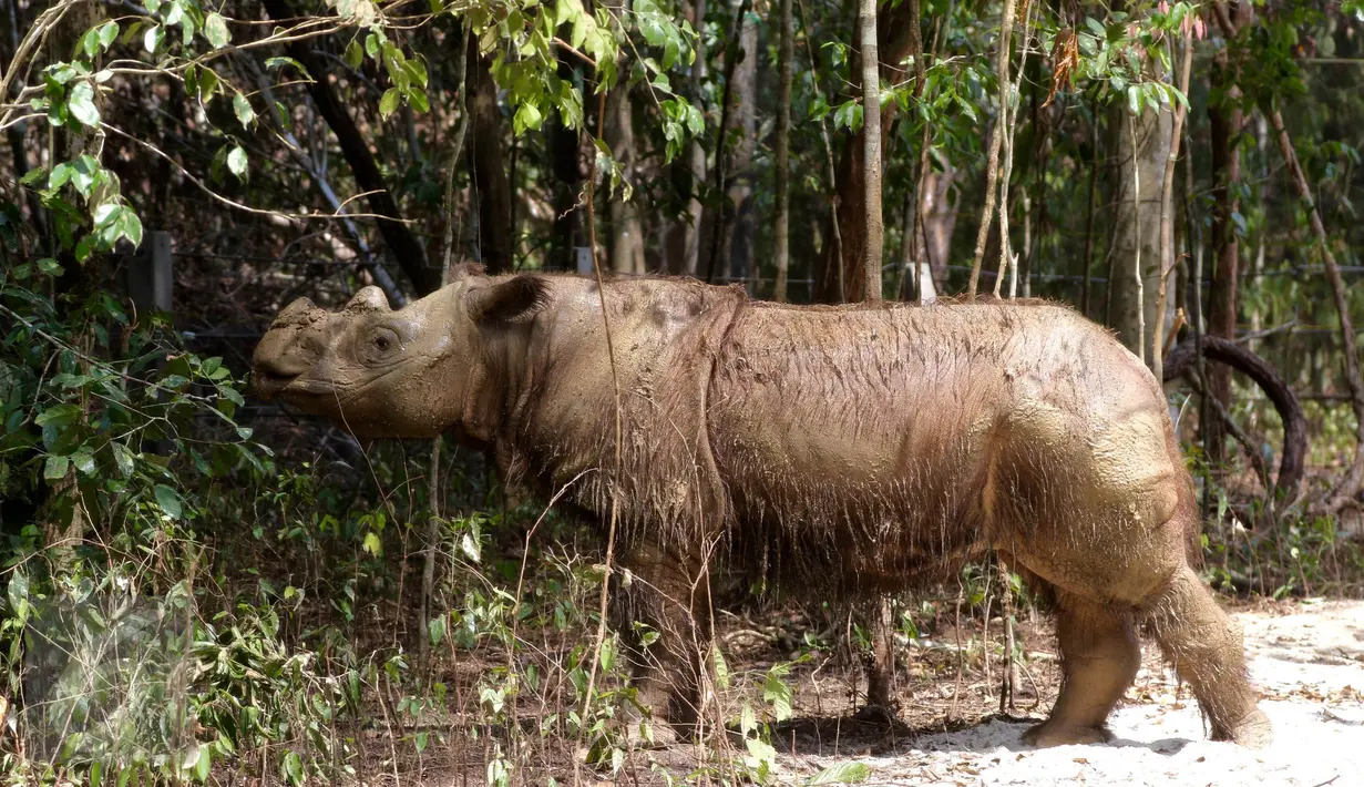  Badak Sumatera jantan bernama Harapan saat berada di dalam kandang Taman Nasional Way Kambas, Lampung, Kamis (5/11). Badak Harapan akan dijodohkan dengan badak betina yang ada di Sumatera Rhino Sanctuary (SRS). (Liputan6.com/Fery Pradolo)