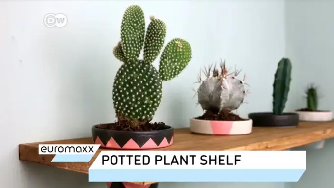 Cara Membuat Rak Tanaman Pot yang Indah. sumberfoto: DW English