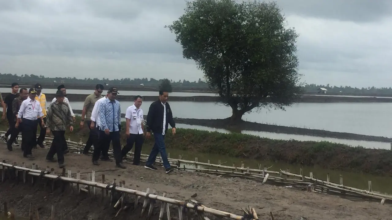 Presiden Joko Widodo atau Jokowi meninjau panen raya udang dari tambak program perhutanan sosial di Muara Gembong Bekasi Jawa Barat.