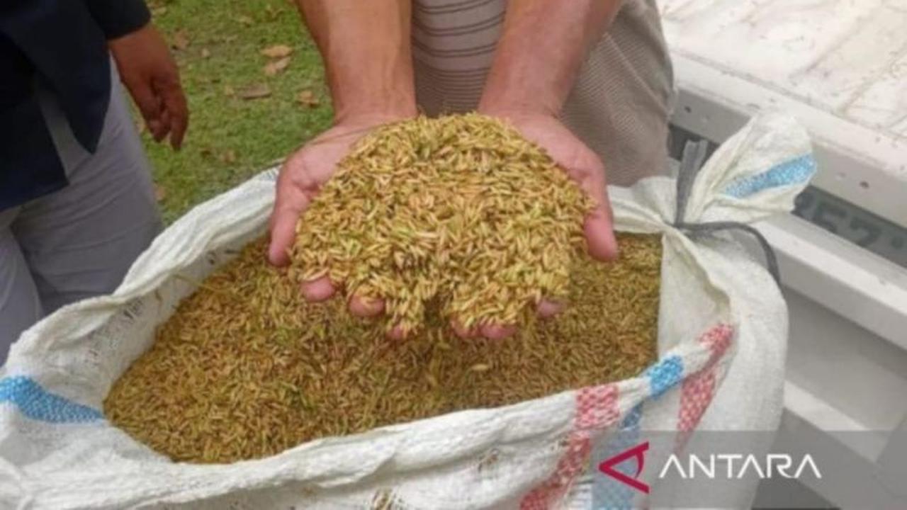 Bulog Sumut Serap Gabah Petani 15,2 Ton Selama Libur Lebaran 2026