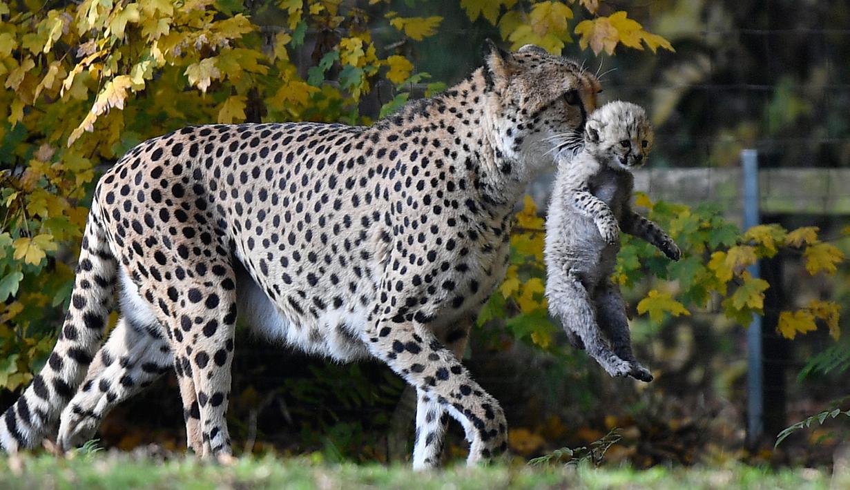 Ibu cheetah, Isantya bembawa salah satu dari tiga bayinya saat dalam kandang di kebun binatang di Muenster, Jerman, Jumat (9/11). Kebun binatang di Muenster terkenal karena pengembangbiakan cheetah yang sukses. (AP Photo/Martin Meissner)
