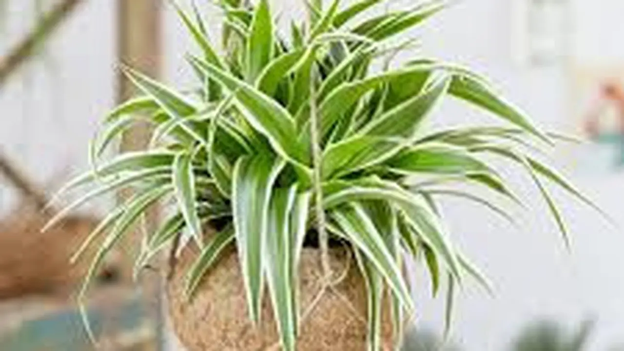 Spider Plant