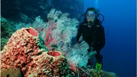 Keindahan taman laut Olele di Kabupaten Bone Bolango sebagai salah satu geosite yang diusulkan menjadi kawasan Geopark Nasional berberengan dengan 26 geosite yang ada di Gorontalo. (Foto: istimewa).