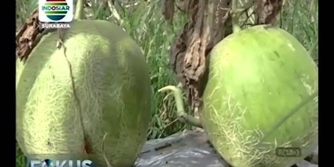 VIDEO: Hasil Panen Petani Melon Sidoarjo Menurun 50 Persen Akibat Cuaca Ekstrem