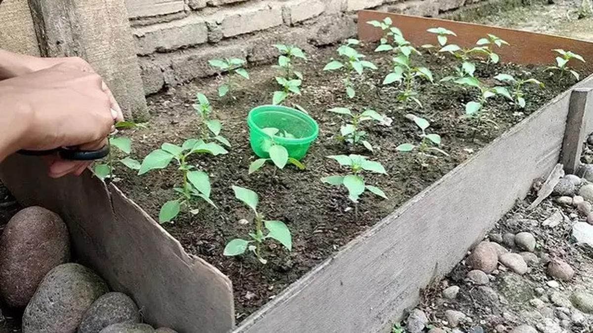 Cara Menanam Daun Kemangi yang Rimbun dan Subur di Rumah