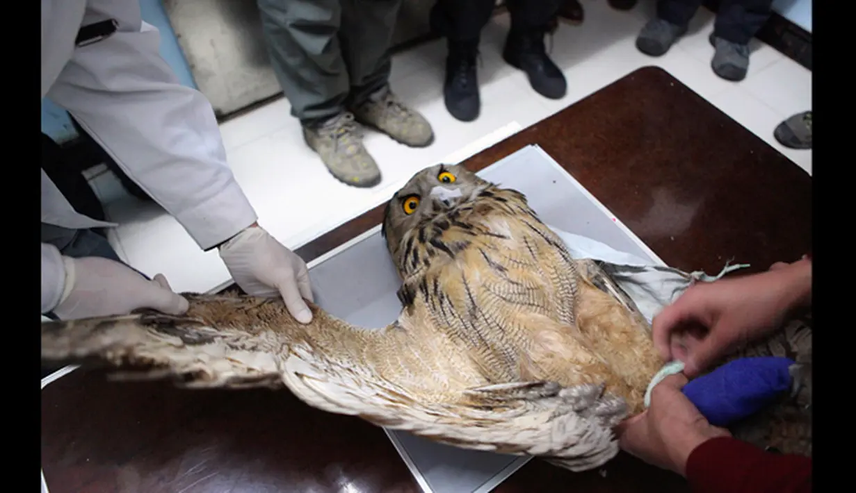 Dokter hewan saat memegang sayap kanan burung hantu elang yang menderita patah tulang di rumah sakit hewan Shenyang, provinsi Liaoning, Rabu (21/1/2015). Burung hantu jenis ini merupakan salah satu hewan yang dilindungi di Tiongkok (REUTERS/Stringer)