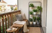 10 Tanaman yang Cocok untuk Balkon Apartemen dengan Cahaya Matahari Pagi, Tetap Subur dan Cantik