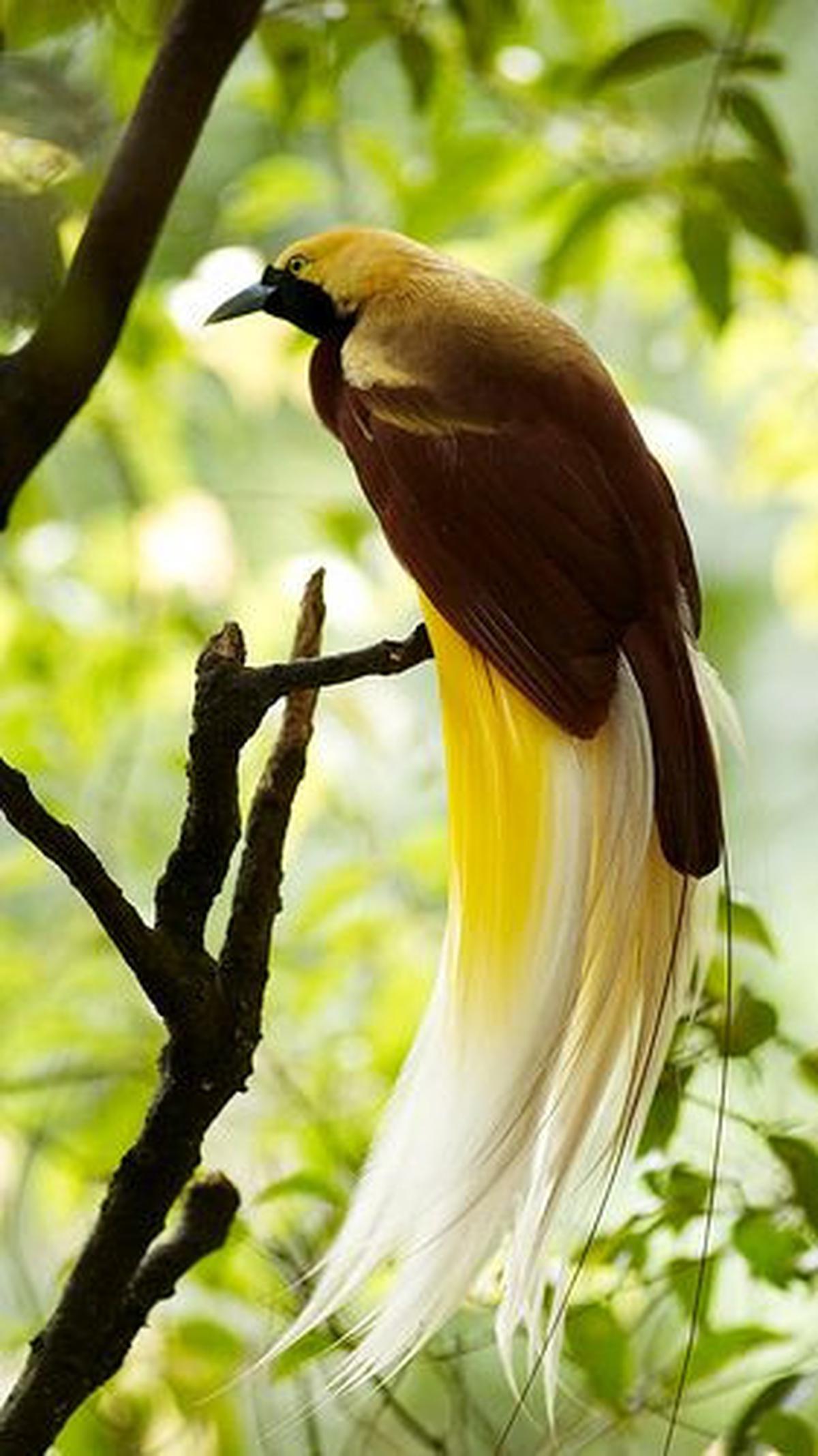 <b>Cendrawasih Raggiana (Paradisaea raggiana)</b><br>