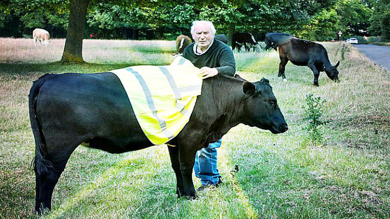 Demi Keselamatan pada Malam Hari, Sapi Kenakan Jaket Neon