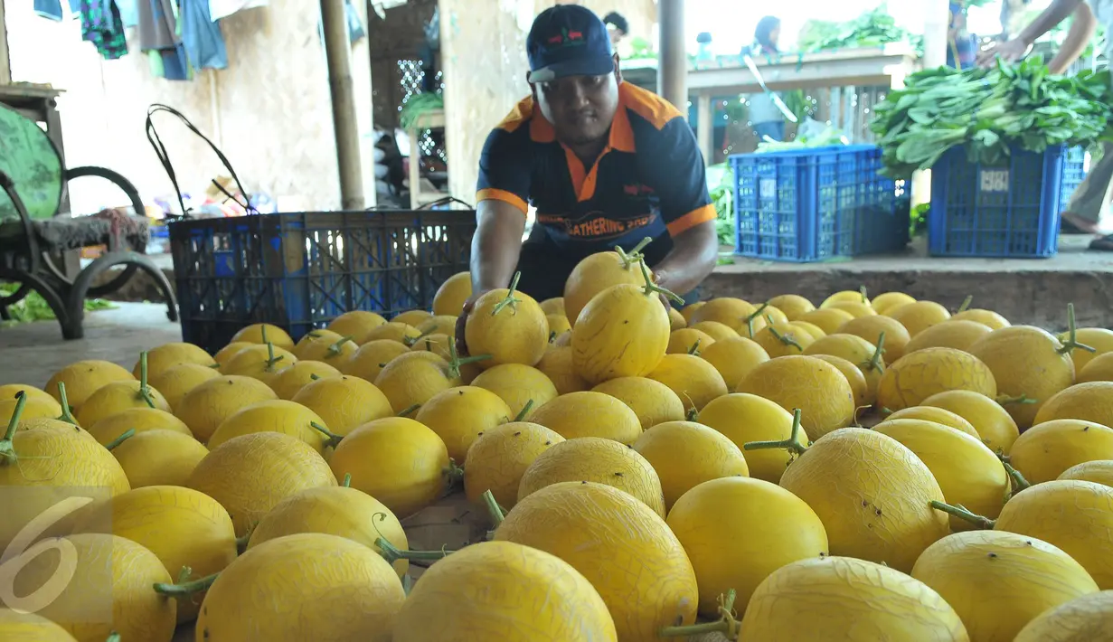 Petani binaan Ewindo menata melon premium Stella F1 di Teluk Naga, Tangerang, Kamis (20/4). Dengan teknik budidaya tanaman hortikultura berkualitas tinggi, melon tersebut dapat mengakses pasar-pasar modern di Ibu Kota. (Liputan6.com/Helmi Afandi)