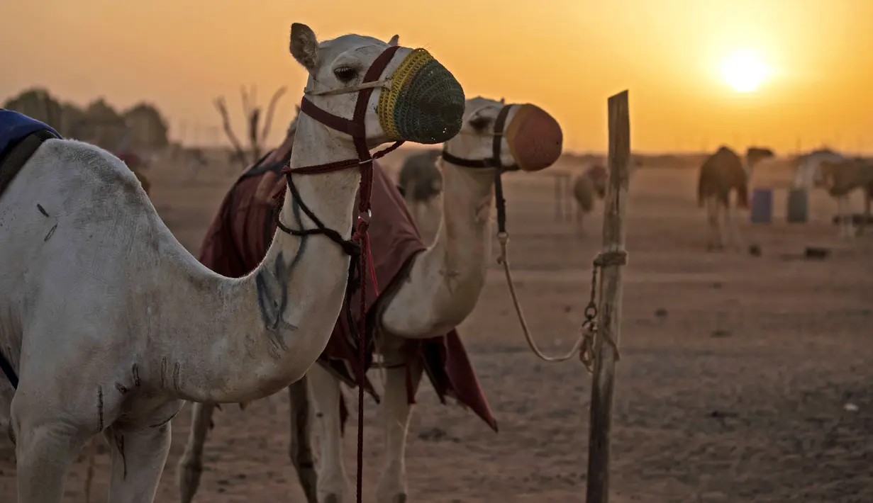 Unta diikat pada tiang saat balapan di trek dekat desa al-Ikhlas, barat kota Omdurman, di Sudan, pada 19 Maret 2021. Perlombaan itu diselenggarakan oleh keluarga suku tradisional yang memelihara unta dari desa setempat untuk melestarikan dan merayakan warisan budaya mereka. (ABDULMONAM EASSA/AFP)