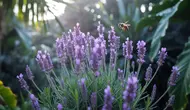 Cara Merawat Tanaman Lavender agar Subur dan Berbunga Lebat di Iklim Tropis
