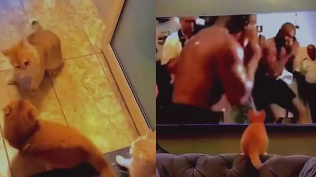 Akibat Nonton Video, Aksi Kucing saat Berkelahi Ini Tiru Gaya Petinju