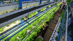Beragam sayuran ditanam menggunakan sistem pertanian hidroponik vertikal (vertical farming) di Jakarta Selatan, khususnya di Ladang Farm, menghasilkan panen hingga dua ton sayuran segar setiap bulannya. (merdeka.com/Arie Basuki)
