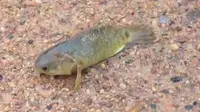 Ikan yang disebut "climbing perch" ini menjadi ancaman bagi kelangsungan hidup hewan asli.