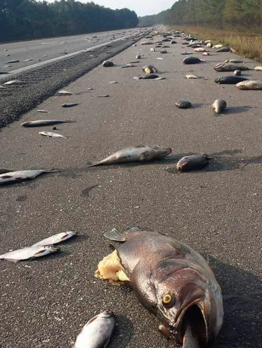 Ikan-ikan mati berserakan setelah banjir surut di jalan raya Interstate 40, North Carolina pada 22 September 2018. Banjir yang disebabkan oleh Badai Florence membuat ikan-ikan keluar dari habitatnya dan mendamparkan mereka di jalan raya. (AP Photo)
