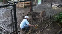 Petugas Kebun Binatang Bandung sedang memberikan makan rusa timorensis.
