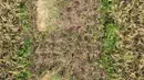 Pandangan udara saat petani memanen padi dari Sawah Abadi di kawasan Ujung Menteng, Jakarta, Rabu (23/2/2022). Panen padi dilakukan rutin setiap tiga hingga empat bulan. (merdeka.com/Imam Buhori)
