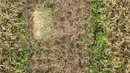 Pandangan udara saat petani memanen padi dari Sawah Abadi di kawasan Ujung Menteng, Jakarta, Rabu (23/2/2022). Panen padi dilakukan rutin setiap tiga hingga empat bulan. (merdeka.com/Imam Buhori)