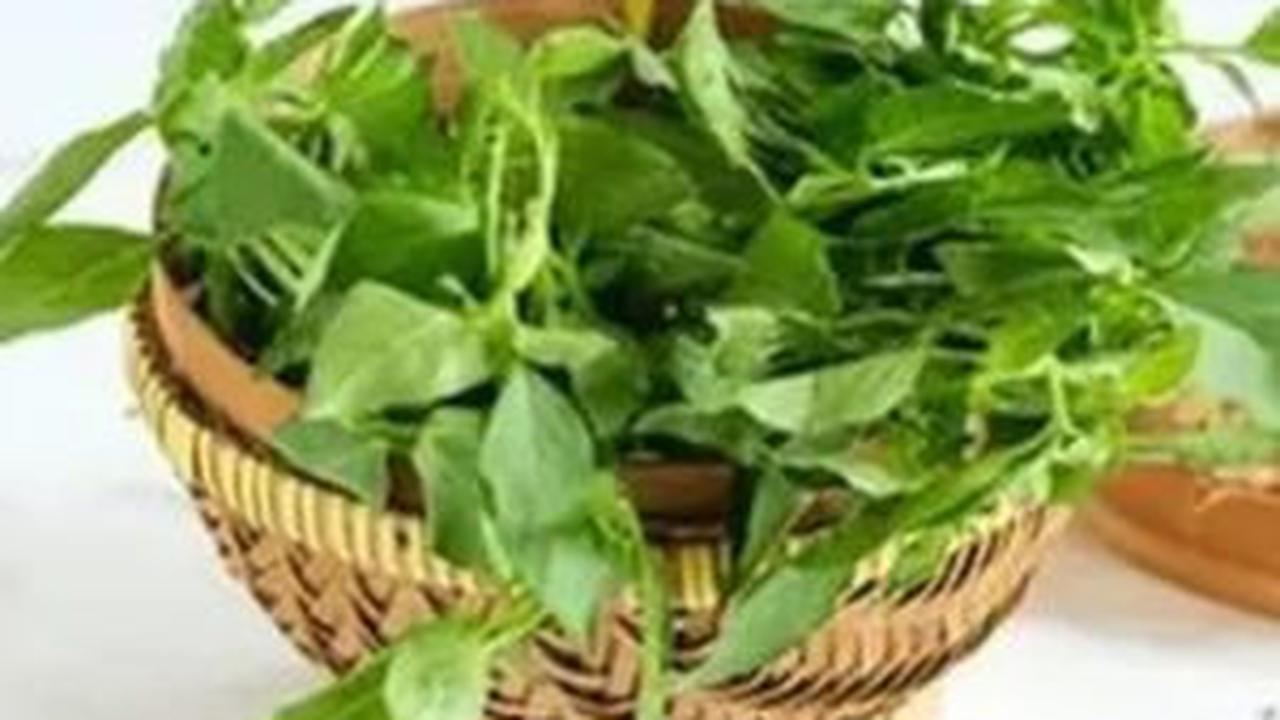 Cara Merebus Daun Kemangi yang Manjur Turunkan Tekanan Darah Tinggi, Penderita Hipertensi Yuk Simak