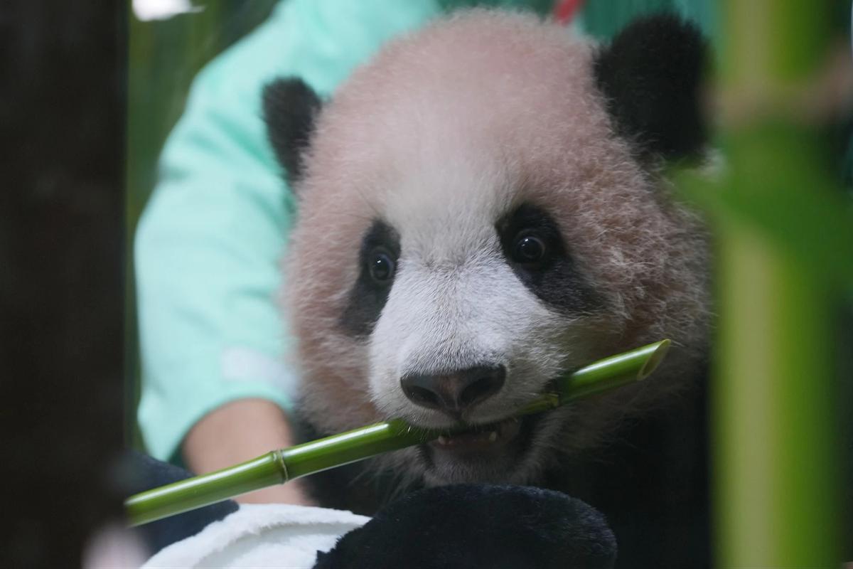 FOTO: Bayi Panda Rio Tumbuh Aktif  Menjelang Diperkenalkan ke Publik