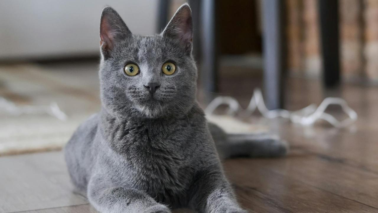 Russian Blue