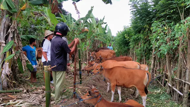 Hewan milik pengungsi Gunung Agung