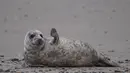 Seekor anjing laut abu-abu beraktivitas di pantai Pulau Helgoland, Jerman, 5 Januari 2020. Memasuki bulan November hingga Januari, ratusan anjing laut abu-abu menggunakan Pulau Helgoland untuk melahirkan anak-anak mereka. (John MACDOUGALL/AFP)