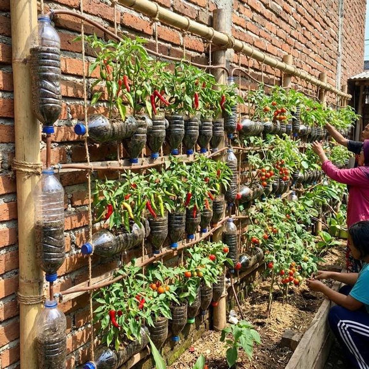 Cara Membuat Cabai Rawit di Kebun Gantung Cepat Berbuah, Panen Lebat Meski Lahan Sempit