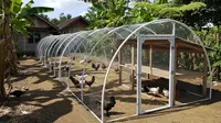 6 Inovasi Model Kandang Ayam Rangka Lengkung, Solusi Ekonomis untuk Peternak