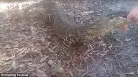 Detik Menegangkan Jari Anak Bocah Digigit Biawak