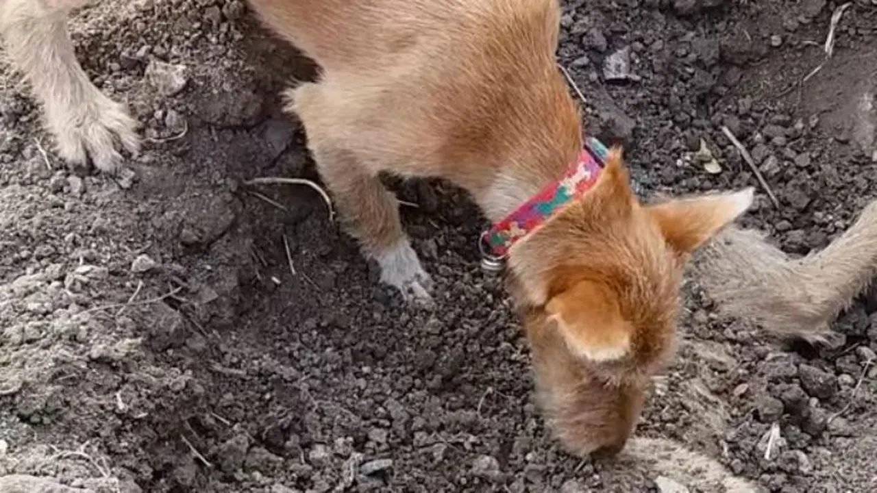 Haru, Anjing Setia Kuburkan Saudaranya yang Mati Tertabrak Mobil