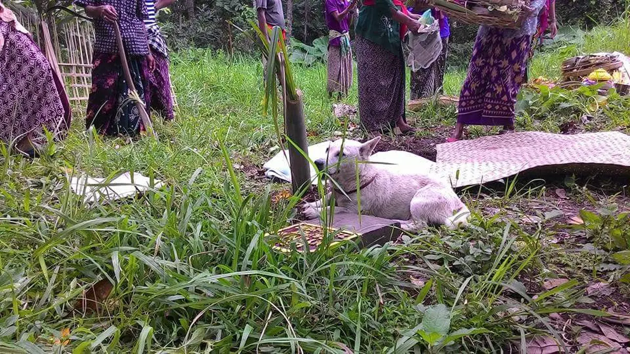Hachiko ala Bali, Setia Tunggui Majikan Meski Telah Tiada