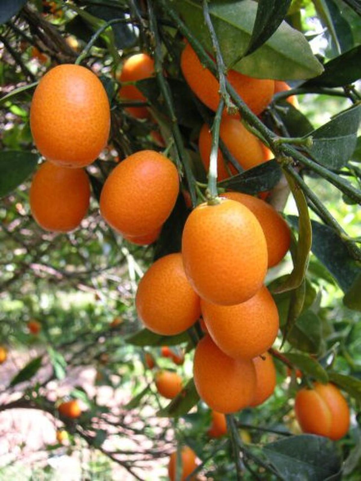 Jeruk Nagami
