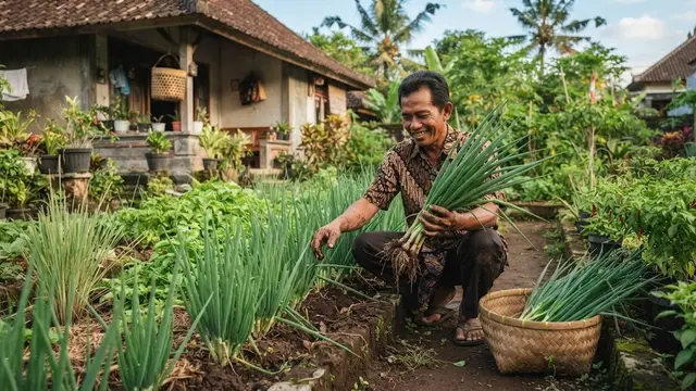 Cara menanam daun bawang welsh dari rumpun di pot terpisah, lakukan pemanenan secukupnya