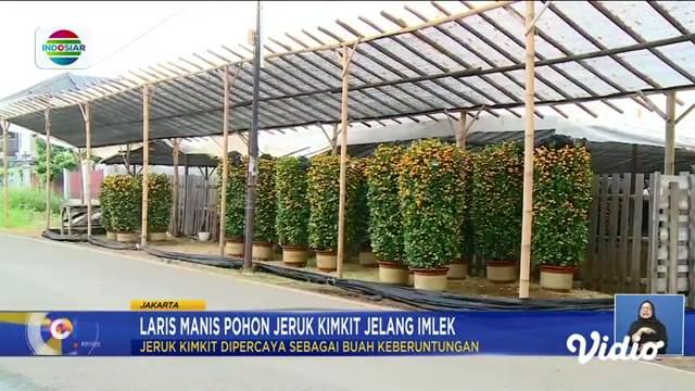 Simak informasi dalam Fokus edisi (19/1) dengan beberapa topik pilihan sebagai berikut, Angin Puting Beliung Terjang Permukiman, Laris Manis Pohon Jeruk Kimkit Jelang Imlek, Bermain Seru di Wahana dalam Ruang.