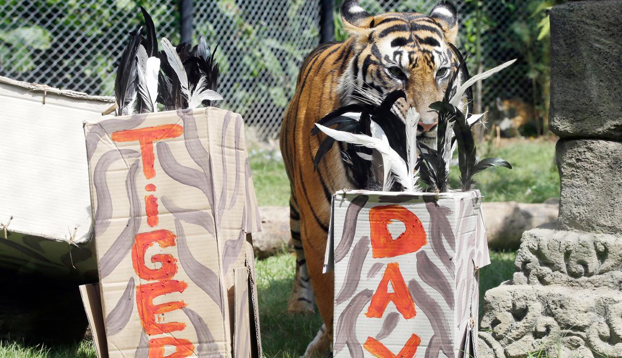 Harimau sumatera (panthera tigris sumatrae) berusia lima tahun bernama Sean mengendus kotak berisi daging dalam program pengayaan memperingati hari harimau internasional di dalam kandangnya di Bali Zoo, Gianyar, Sabtu (28/7). (AP/Firdia Lisnawati)