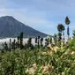 Tanaman cengkih dengan latar belakang pemandangan alam Gunung Sindoro dan Sumbing di Desa Wisata Kampung Mbako. (Liputan6.com/ Istimewa)