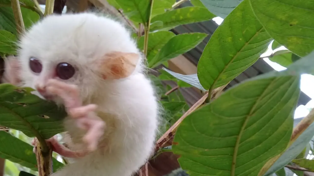 Tarsius Kelainan Genetik Ditemukan di Kebun Warga Minahasa